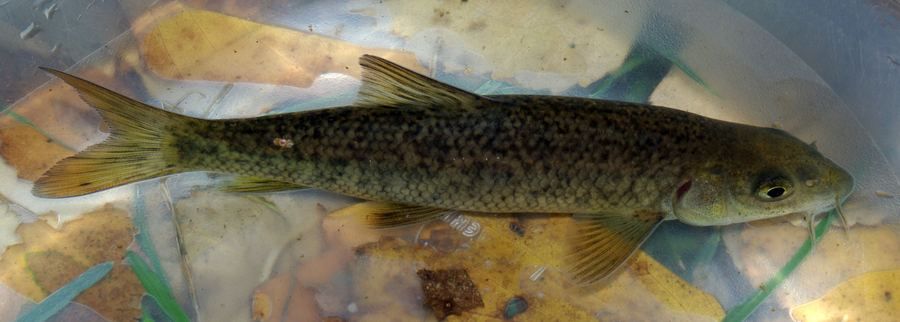 Barbo comizo (Luciobarbus comizo)