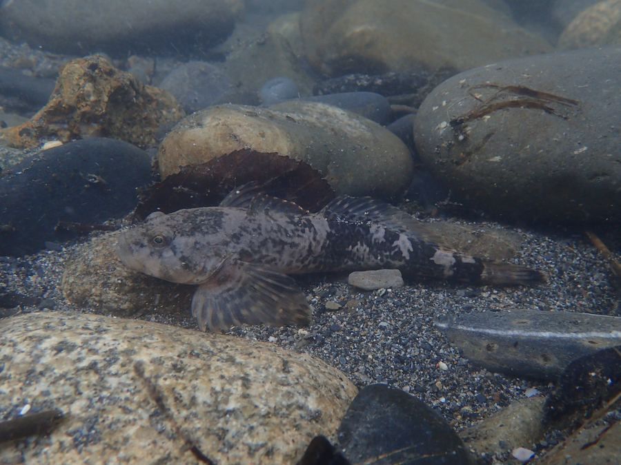 Burtaina (Cottus aturi)