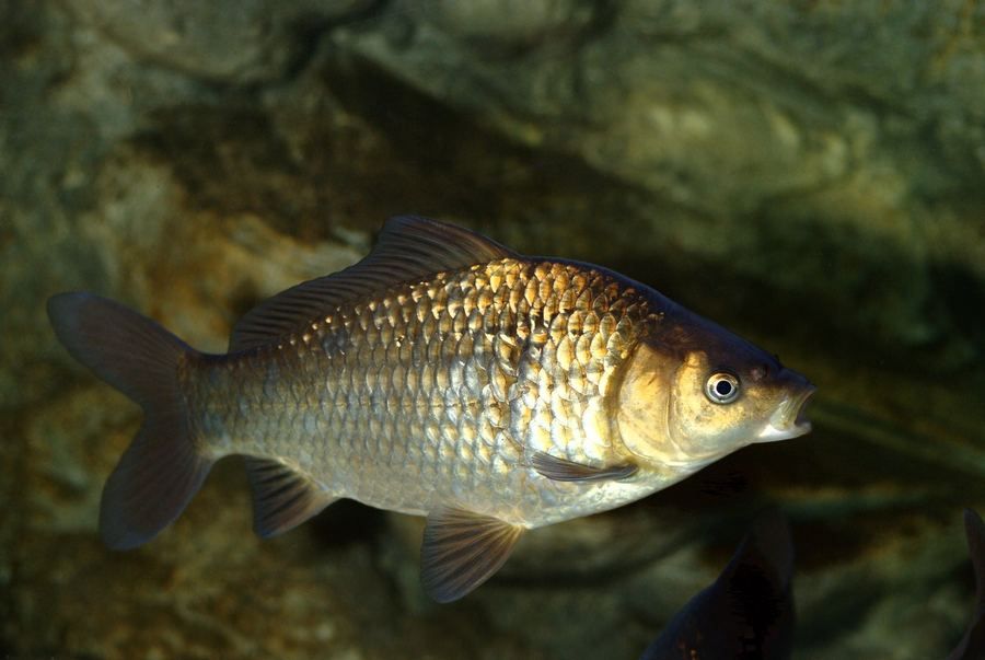 Carpín prusiano (Carassius gibelio)