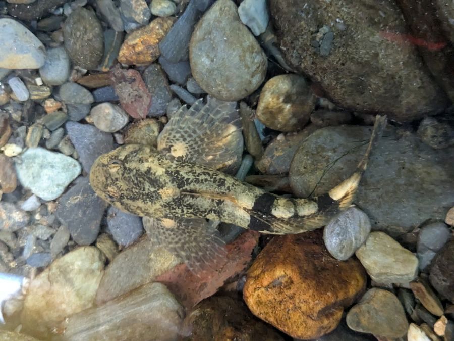 Cavilat (Cottus hispaniolensis)