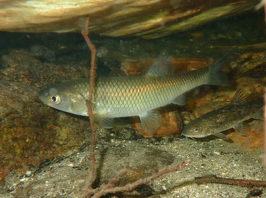 Escalo (Squalius laietanus)
