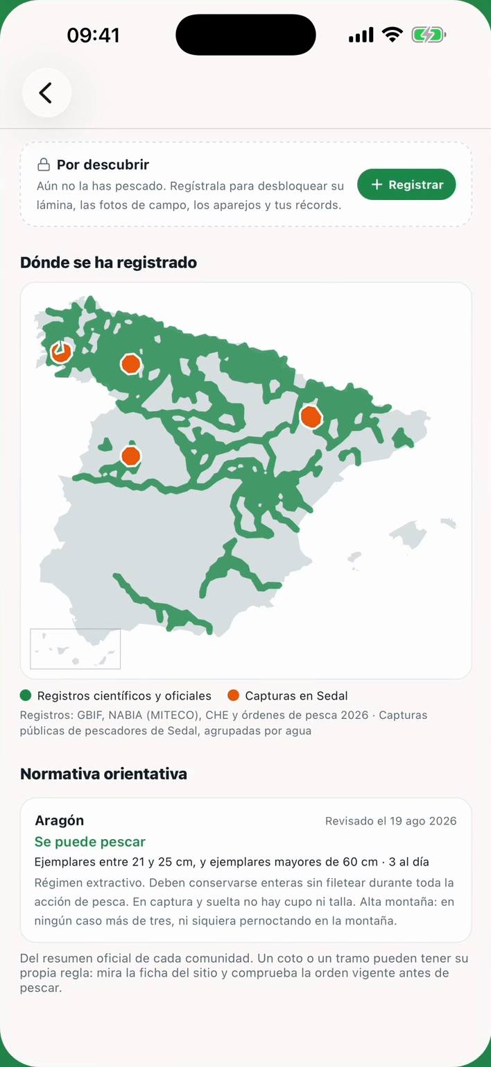 Ficha de la trucha común: silueta por descubrir, mapa de dónde se ha registrado y normativa orientativa