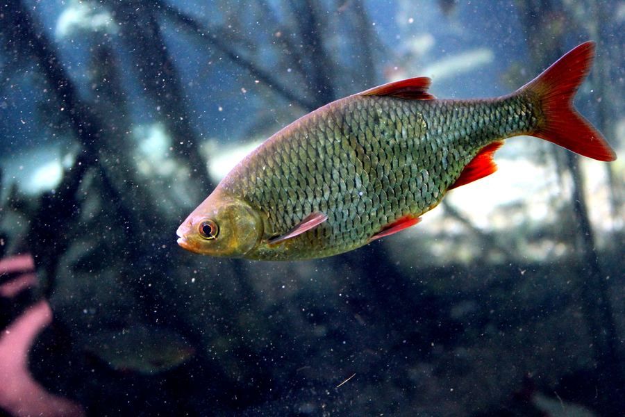 Gardí (Scardinius erythrophthalmus)