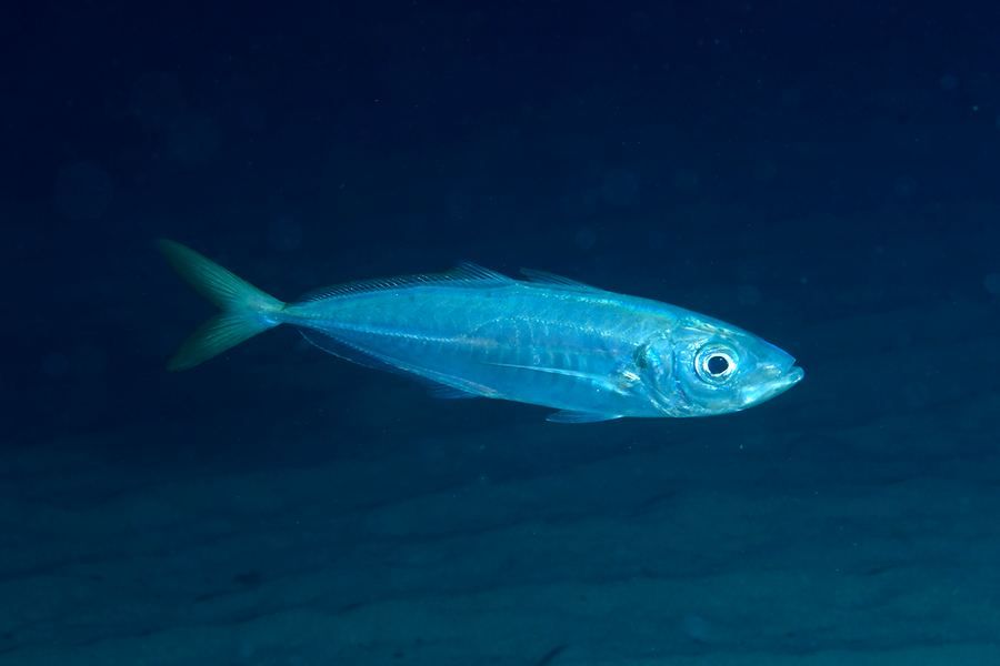 Jurel (Trachurus trachurus)