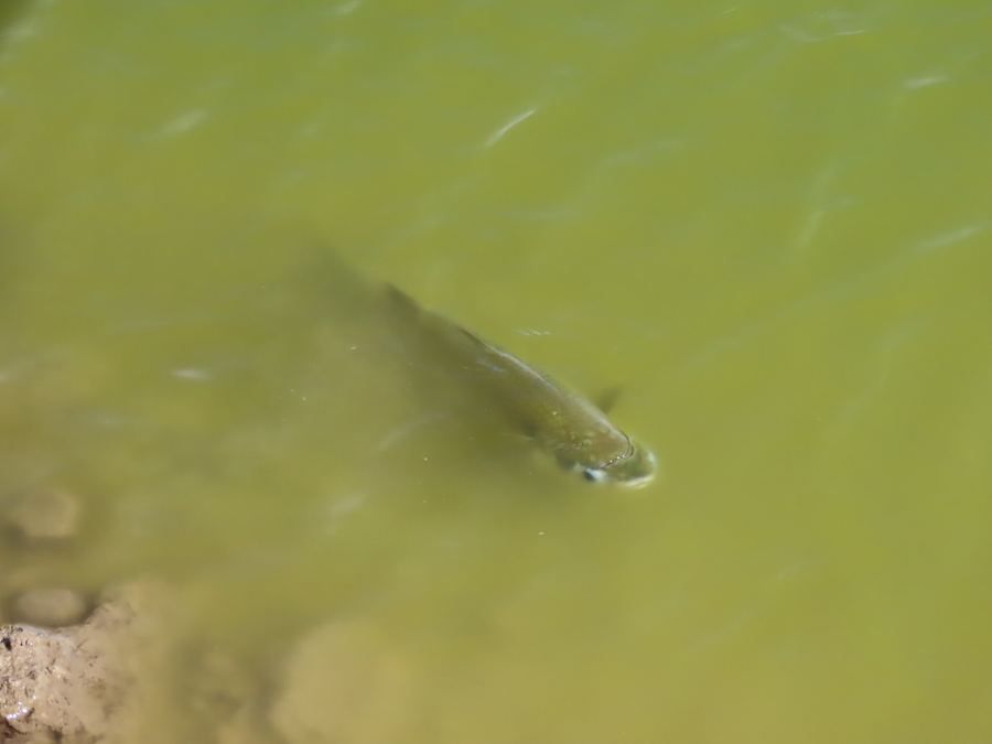 Mugil (Mugil cephalus)