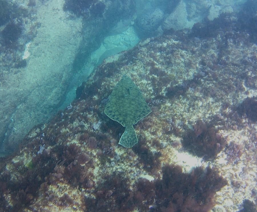 Platija (Platichthys flesus)