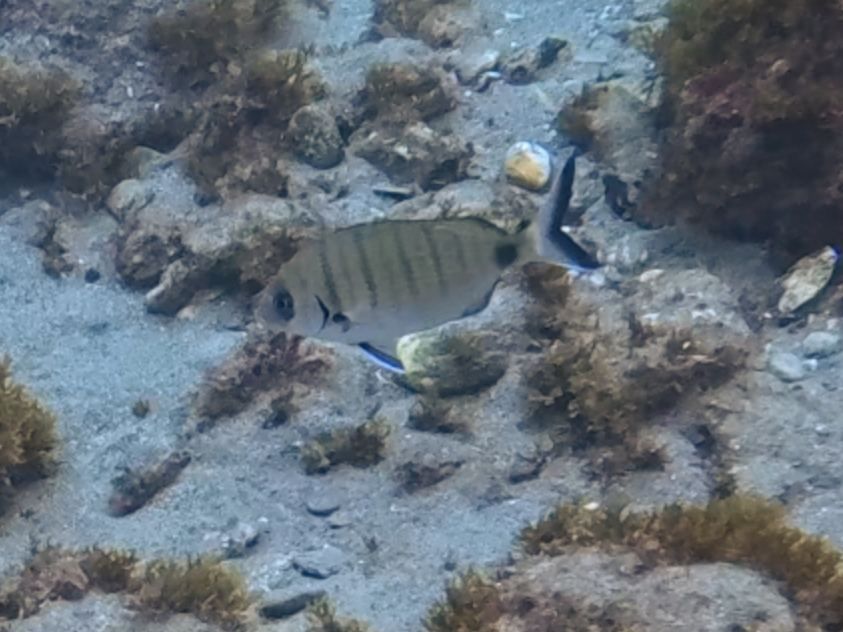 Sargo (Diplodus sargus)